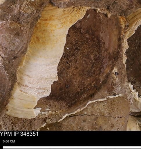undet. Bivalvia