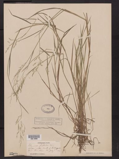 Glyceria pallida