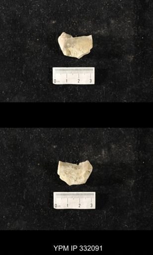 undet. Bryozoa