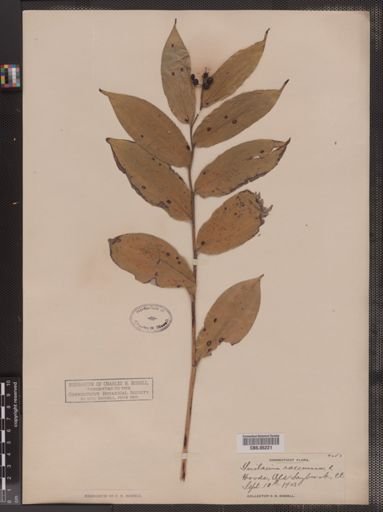 Maianthemum