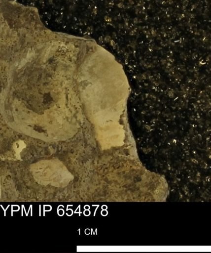 undet. Bivalvia