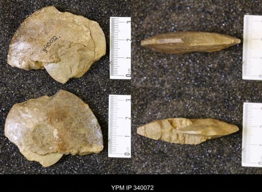 Placenticeras sp.