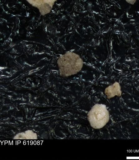 undet. Foraminiferida