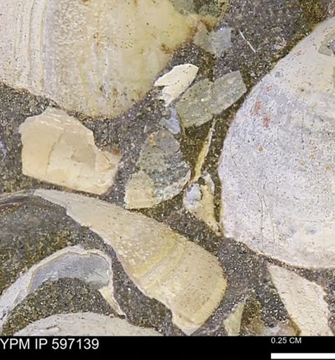 Limopsis striatopunctatus
