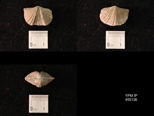Platystrophia sublaticosta