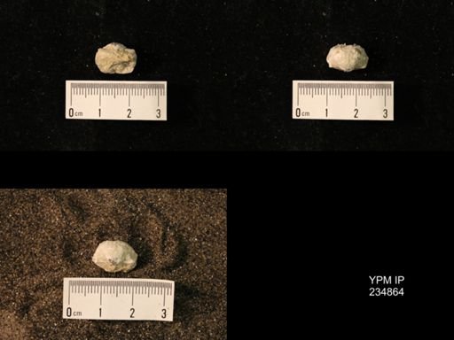 Marginifera fragilis