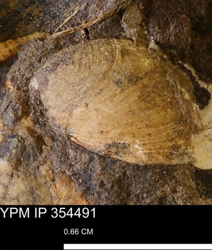 undet. Bivalvia