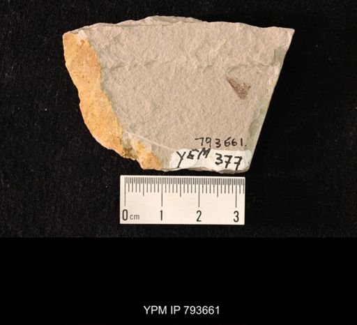 undet. Blattaria