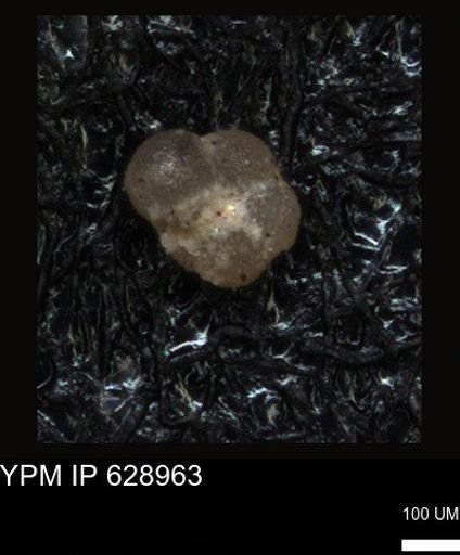 undet. Foraminiferida