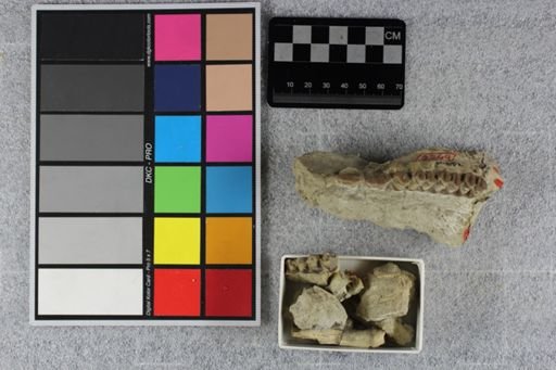 Protoceras
