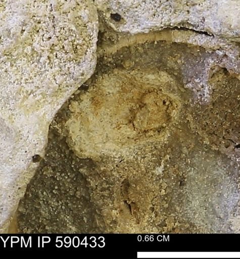 undet. Bivalvia