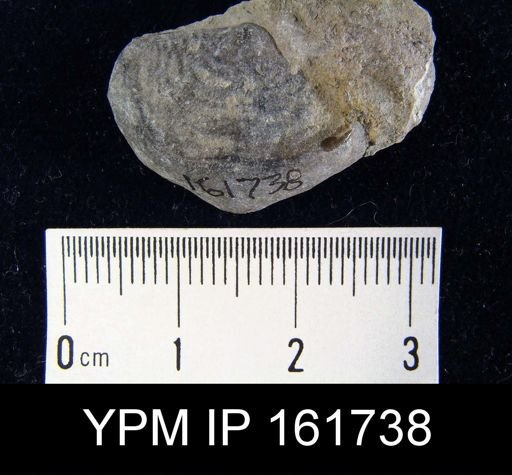Leptaena rhomboidalis