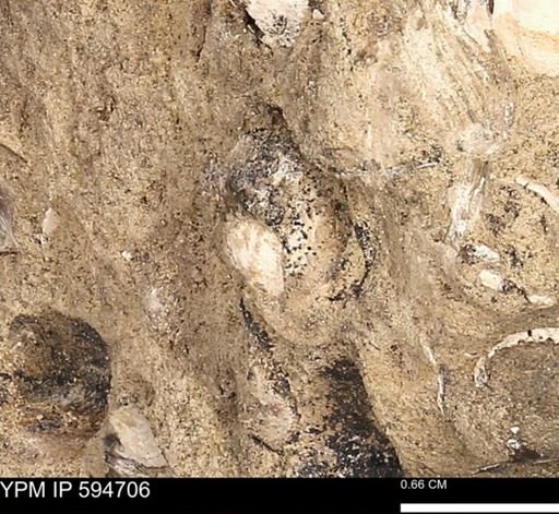 Protocardia sp.