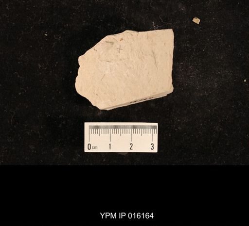 Lemmatophora typa