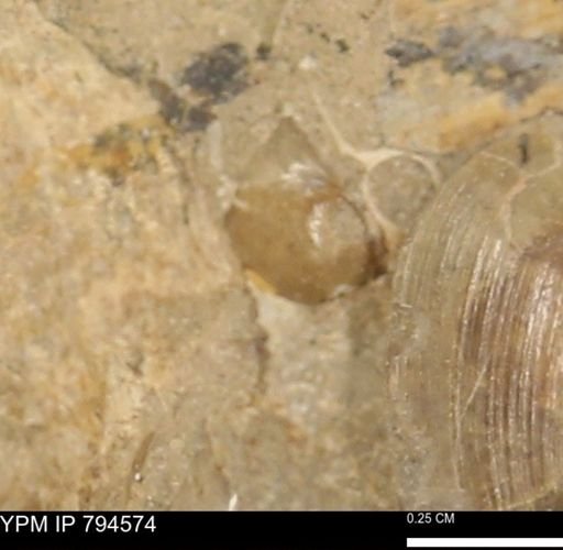 Protocardia subquadrata