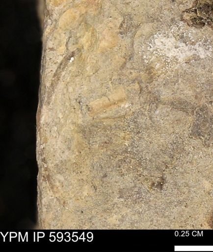 taxon undetermined