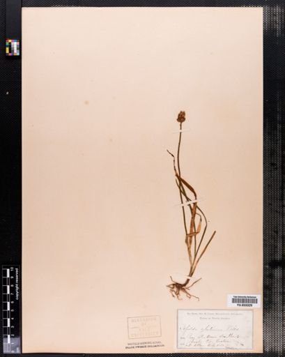 Tofieldia glutinosa