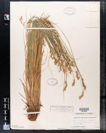 Carex scoparia