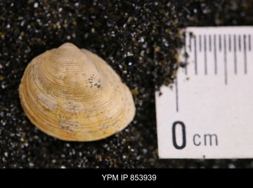 Limopsis striatopunctatus