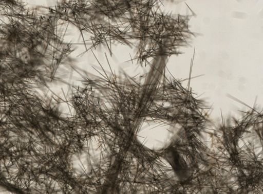 Tetilla