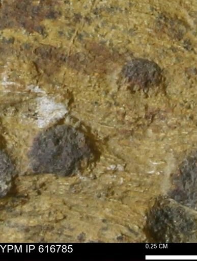 Teredo sp.