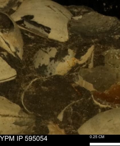 Protocardia sp.