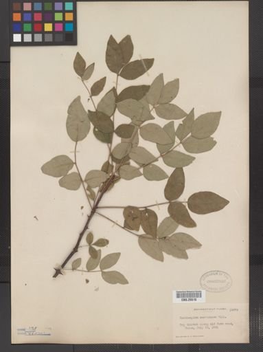 Zanthoxylum americanum