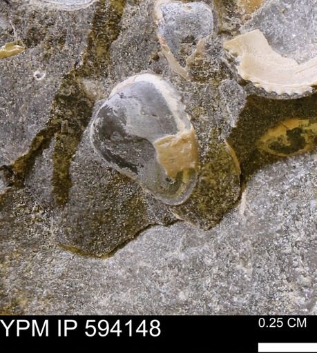 Limopsis striatopunctatus
