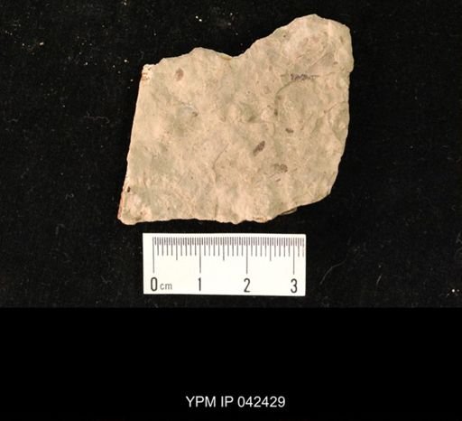 undet. Hexapoda