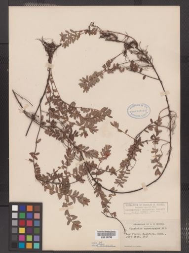 Vaccinium macrocarpon