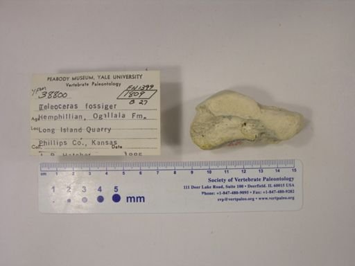 Teleoceras fossiger