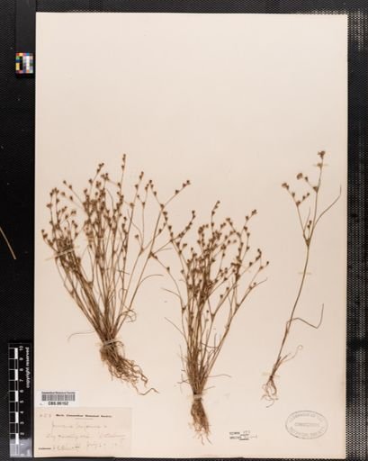 Plantae