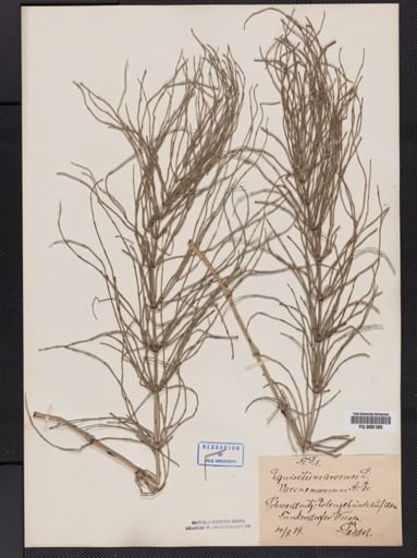 Equisetum arvense