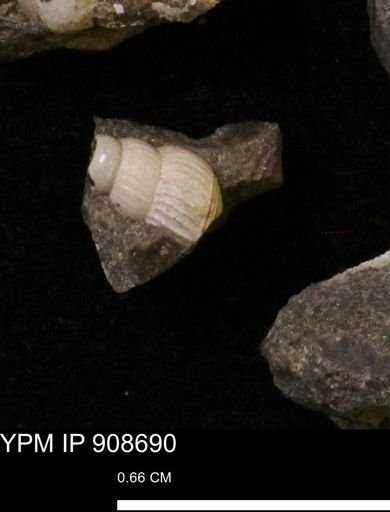 undet. Turritellidae
