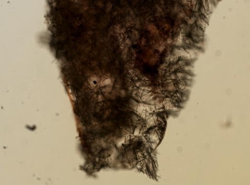 Myxilla incrustans