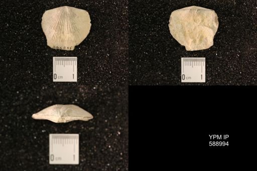 Dinorthis subquadrata