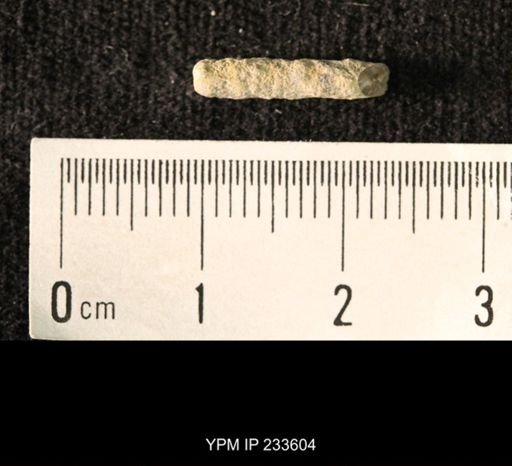 Archaeocidaris sp.