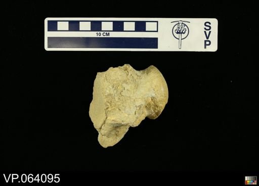 undet. Mosasauridae