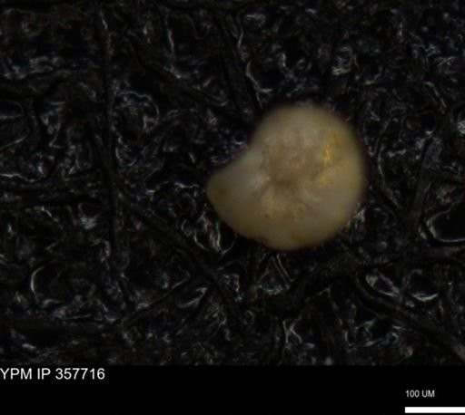 undet. Foraminiferida