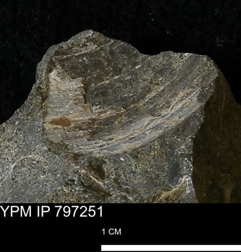 undet. Bivalvia