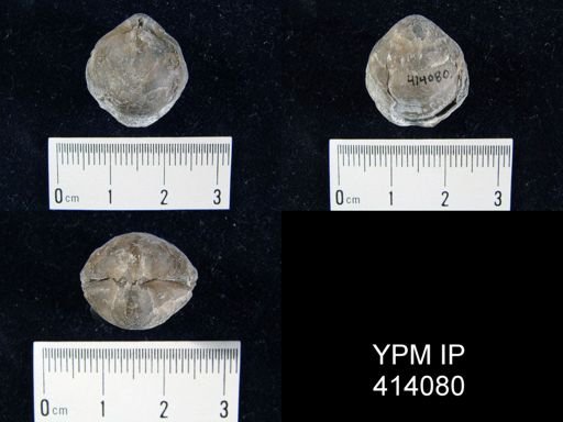 Athyris sp.