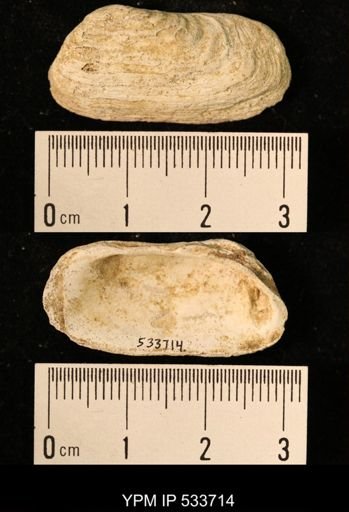 Hiatella arctica