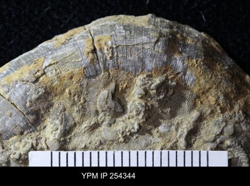 Edrioasteroidea