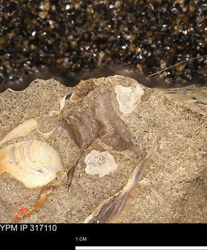 undet. Bivalvia