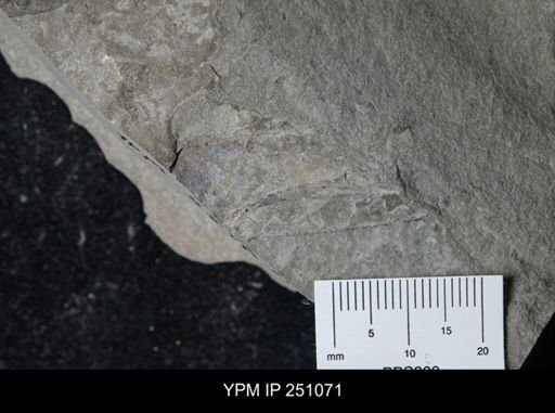 undet. Phyllocarida