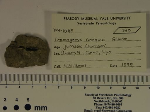 Cteniogenys antiquus
