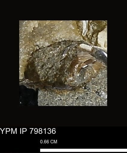 Mollusca