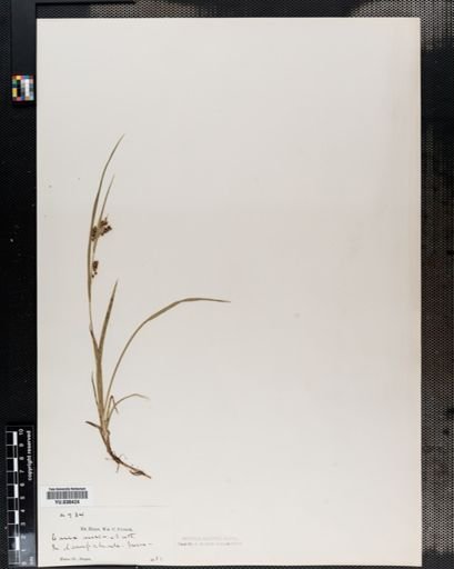 Carex aurea