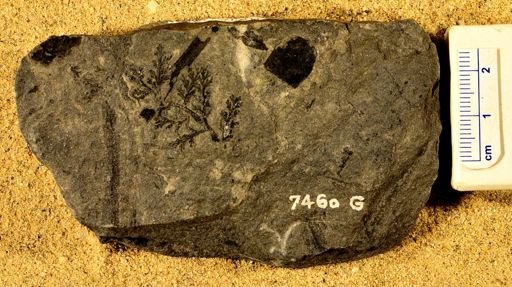 Sphenopteris newberryi