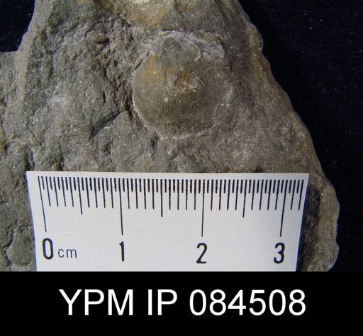 Parmorthis elegantula
